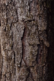 a close up of the bark of a tree