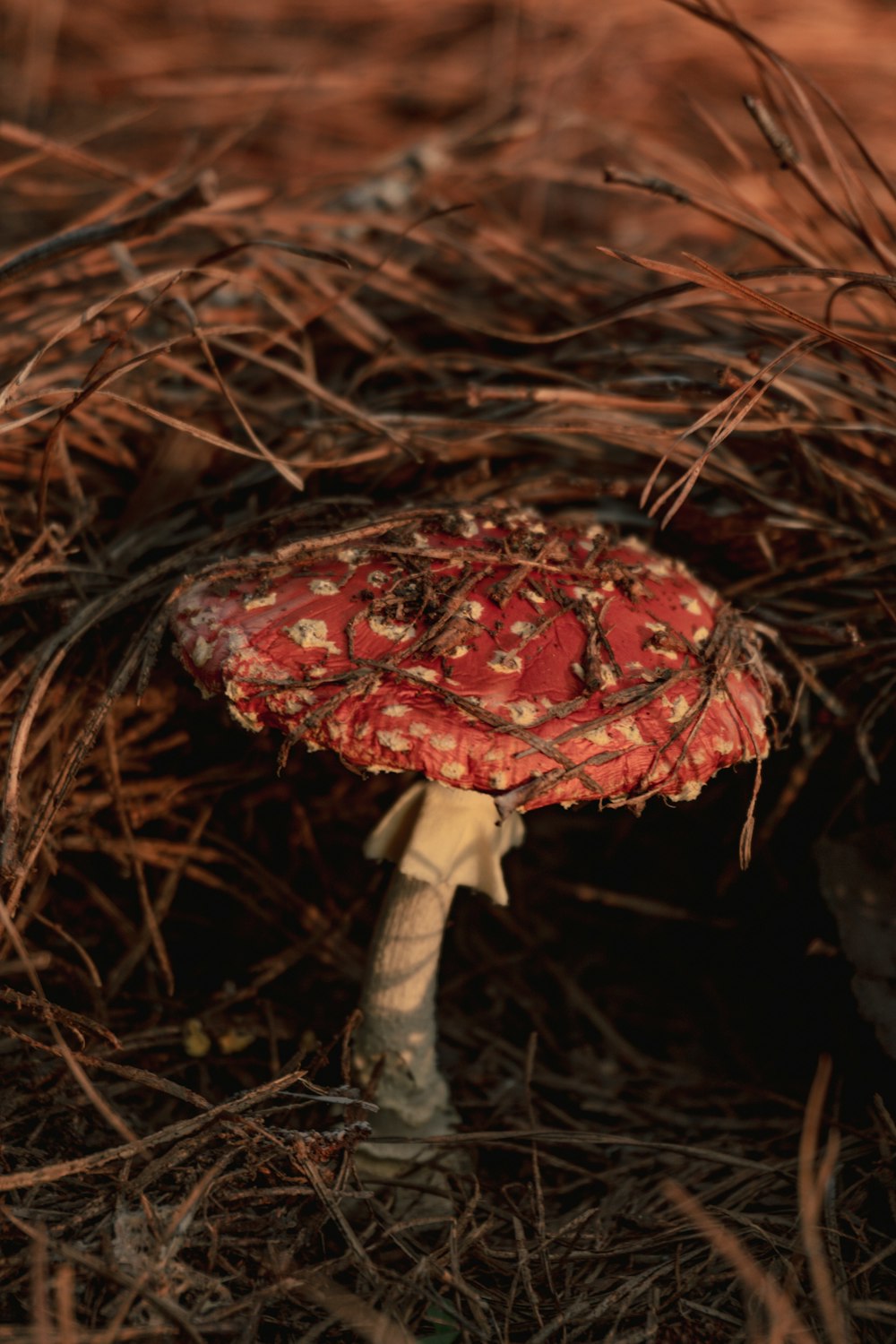 a red mushroom sitting in the middle of a pile of dry grass