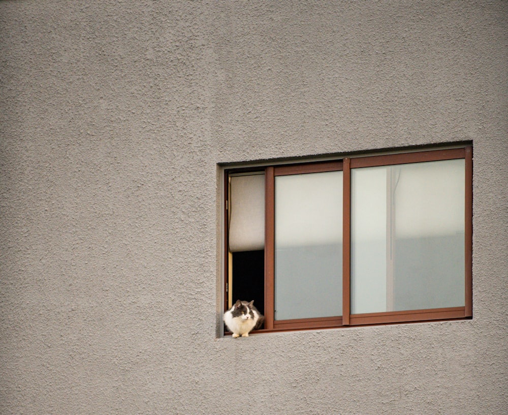 a cat is looking out of a window