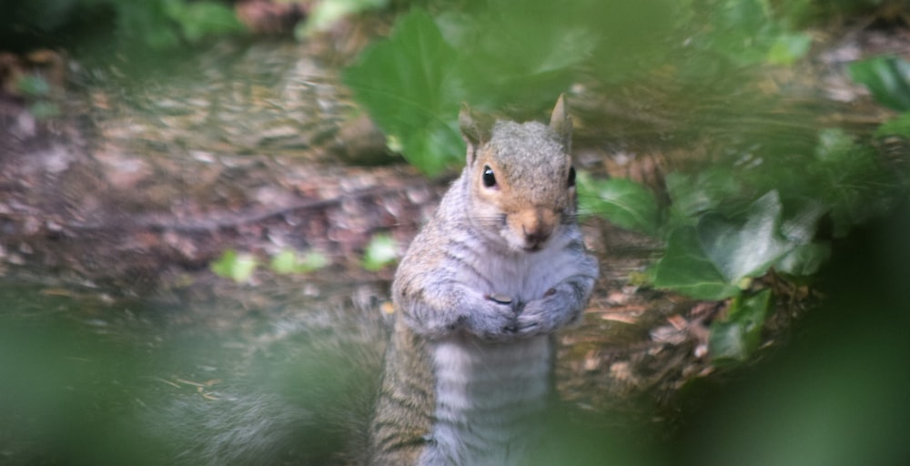 a squirrel standing on its hind legs in the woods