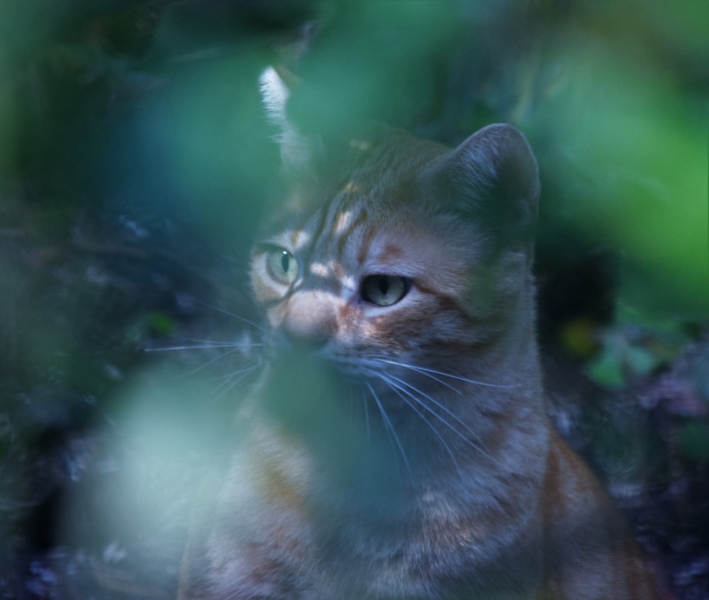 a close up of a cat with a blurry background