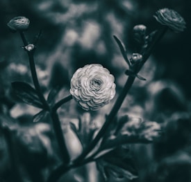 A close-up, monochromatic photograph captures a single, detailed flower in bloom at the center, surrounded by several other budding flowers and foliage. The lighting provides dramatic shadows, giving the image a moody and delicate feel against a blurred background.