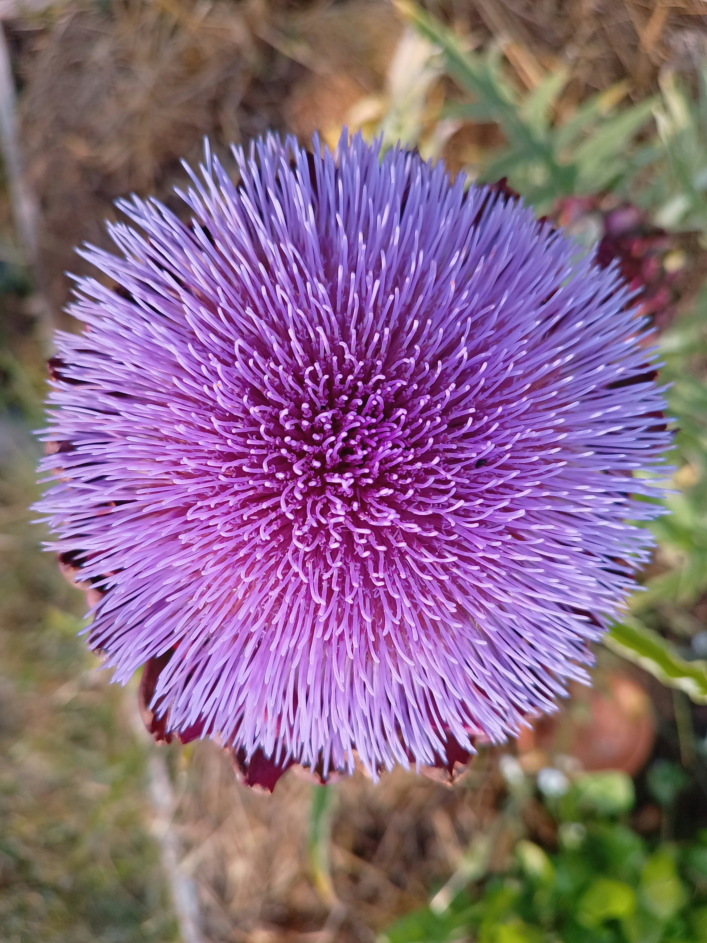 Photo by elratondefuego