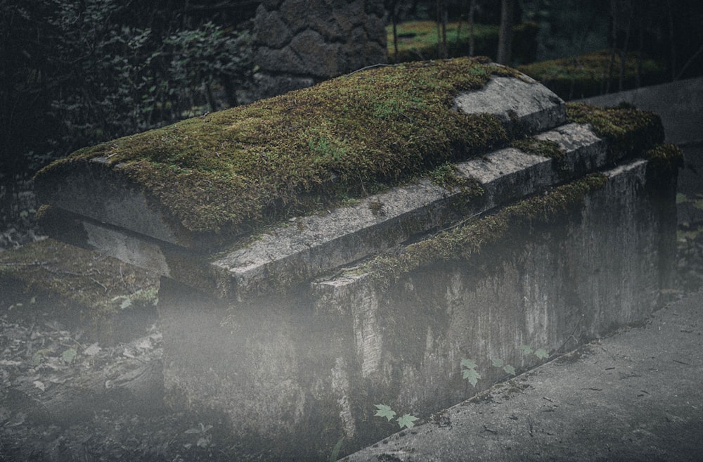 a moss covered bench sitting in the middle of a forest