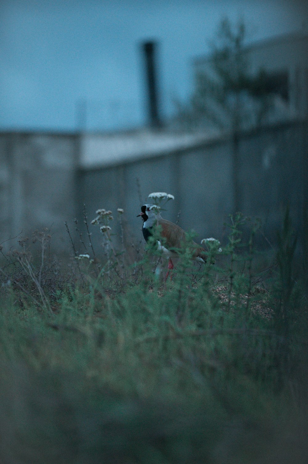 a bird is standing in a field of grass