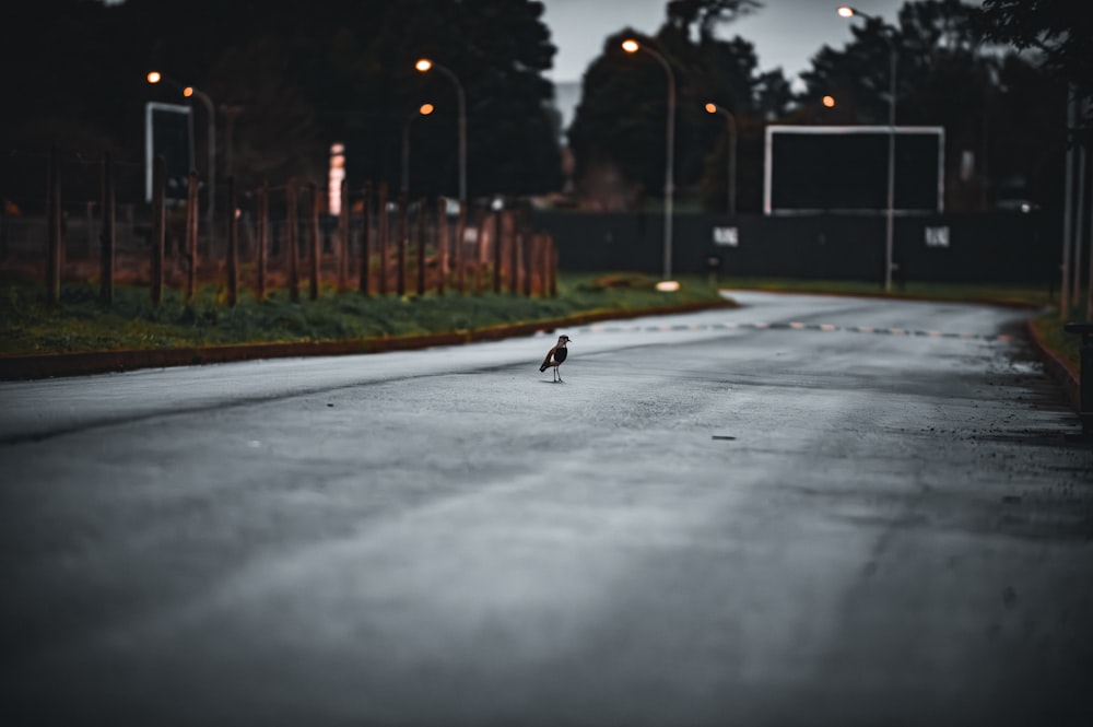 a lone bird standing in the middle of a road