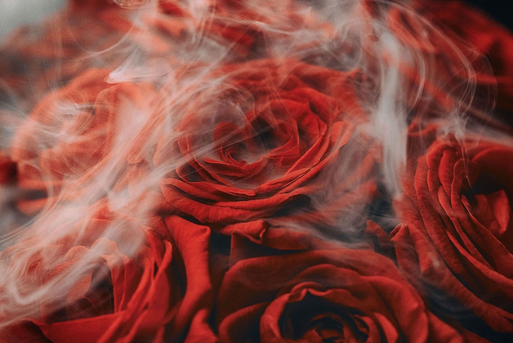 a bunch of red roses with smoke coming out of them