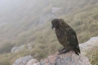 A parrot with rugged, olive and brown plumage is perched on a rock, set against a background of misty mountains and grassy terrain.