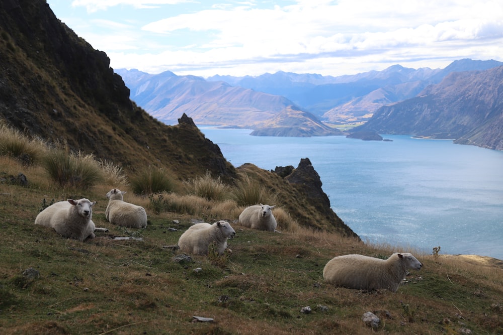 a herd of sheep sitting on top of a grass covered hillside