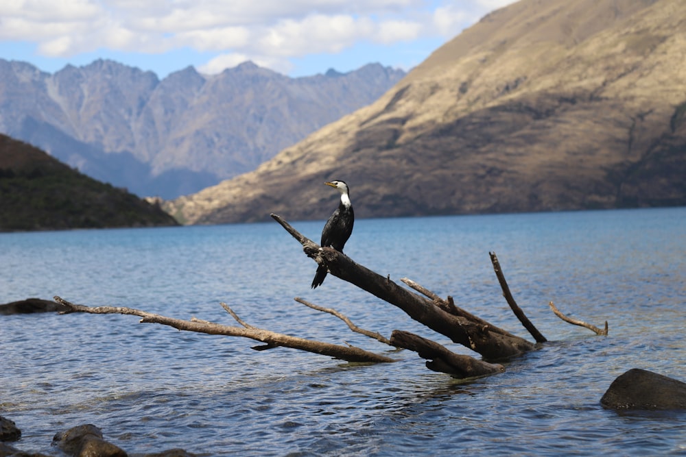 a bird sitting on a tree branch in the water