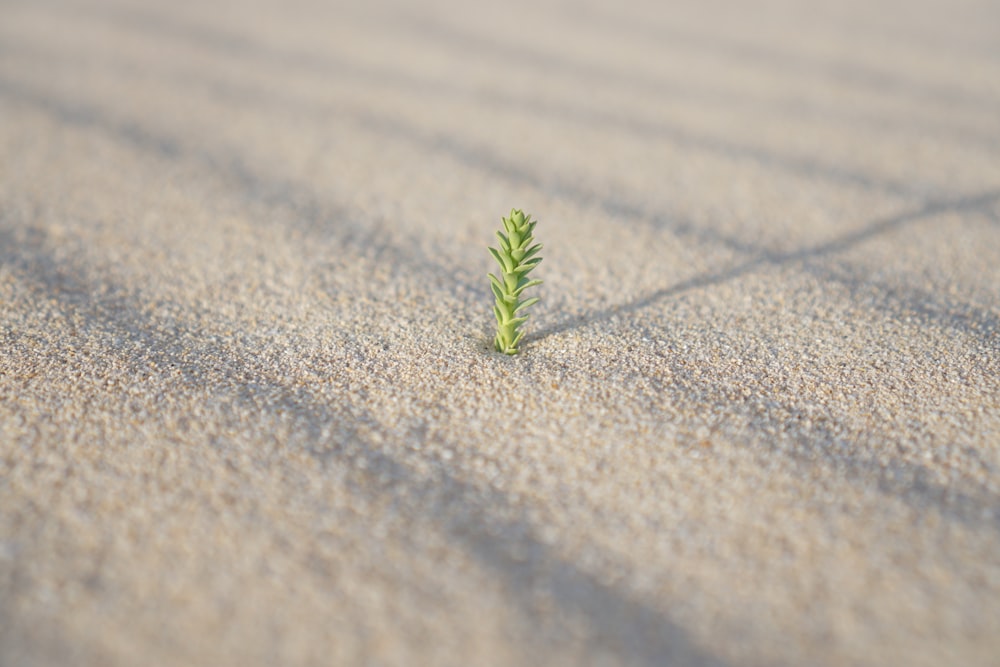 a small green plant sitting on top of a sandy beach