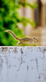 A squirrel is captured mid-movement on a weathered, white concrete wall. Its bushy tail is arched in motion, and the background features a blurred blend of green foliage and earthy structures, giving a sense of depth and natural surroundings.