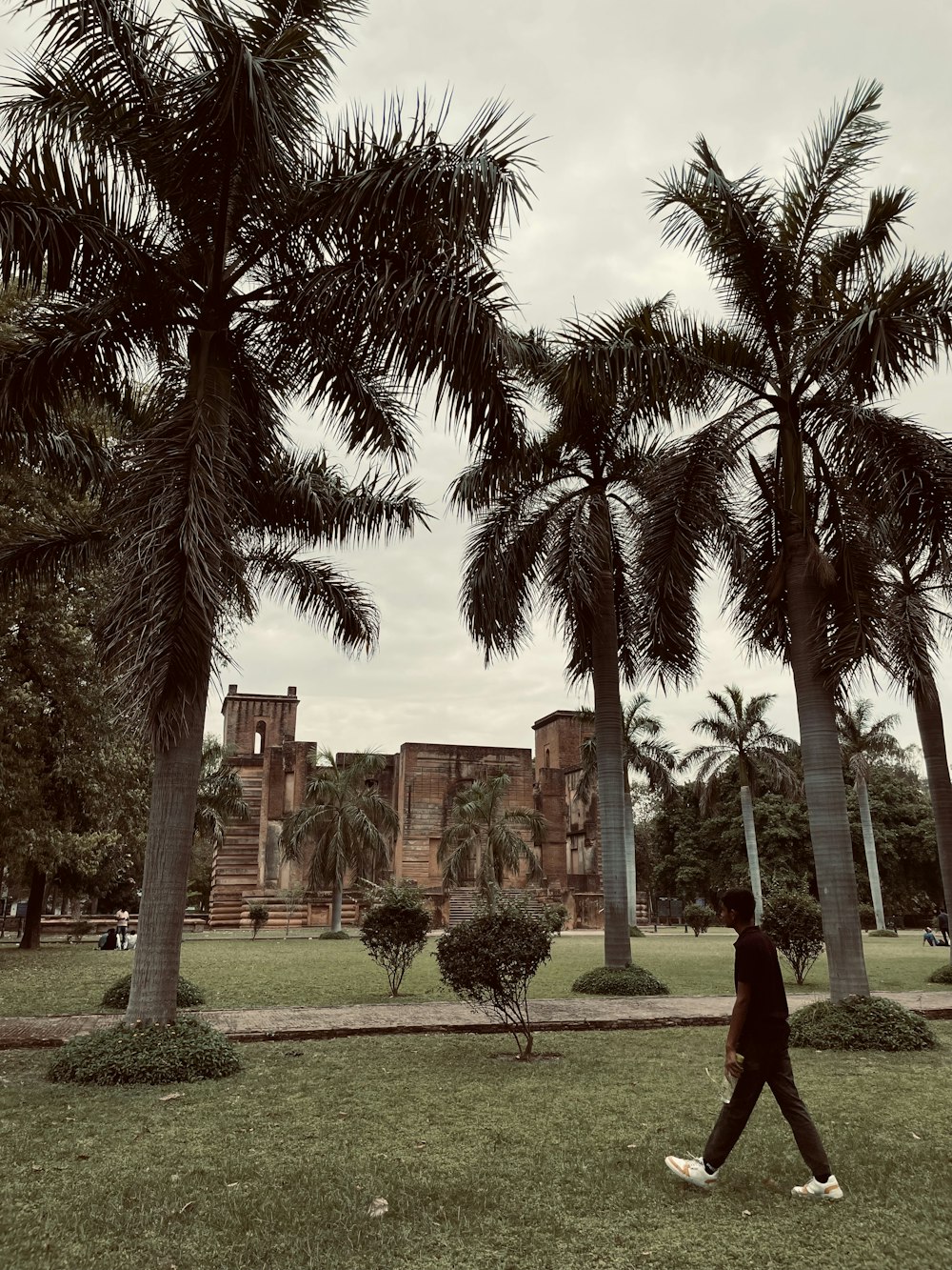 a man walking through a lush green park next to tall palm trees