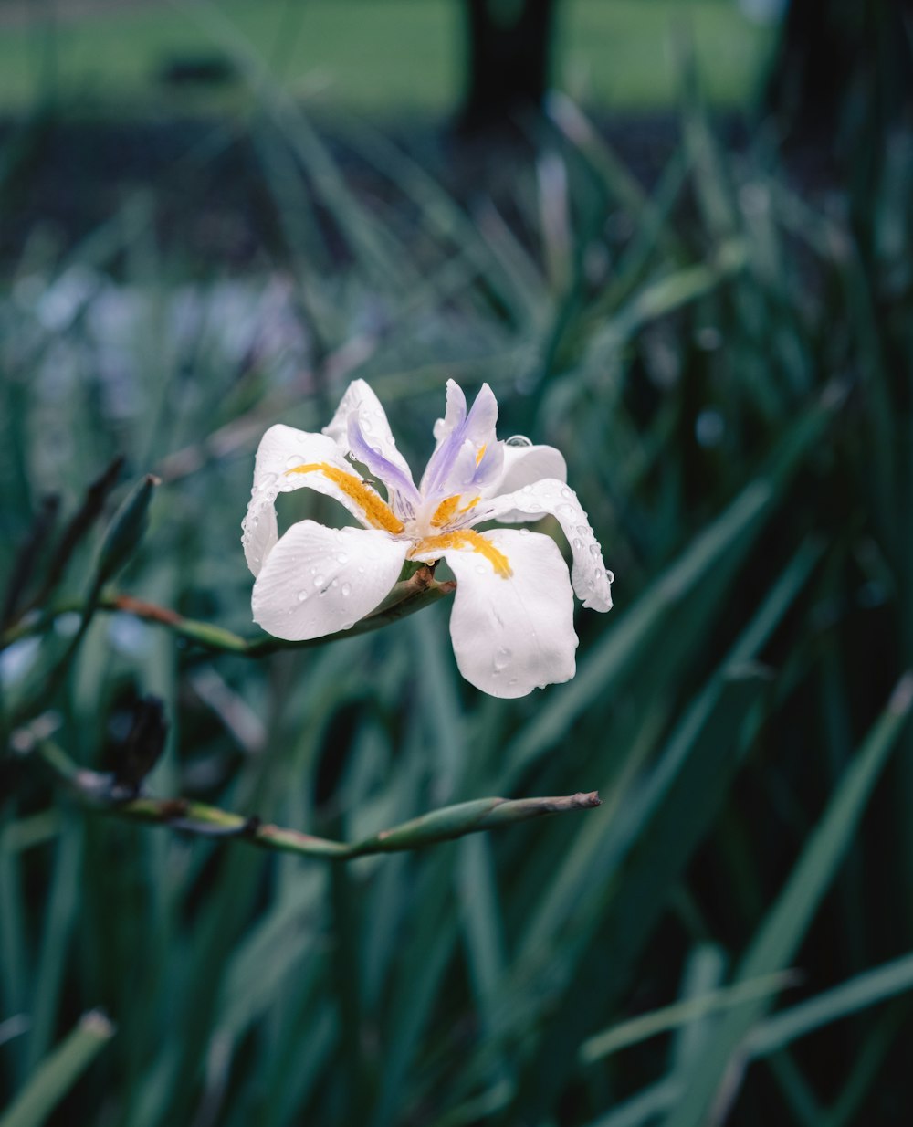 Una flor blanca y amarilla en un campo