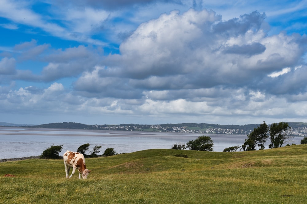 a brown and white cow standing on top of a lush green field