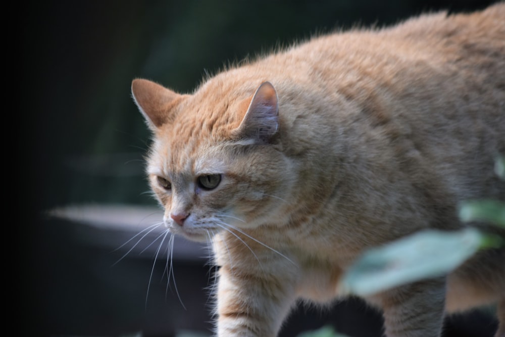 a close up of a cat near a tree