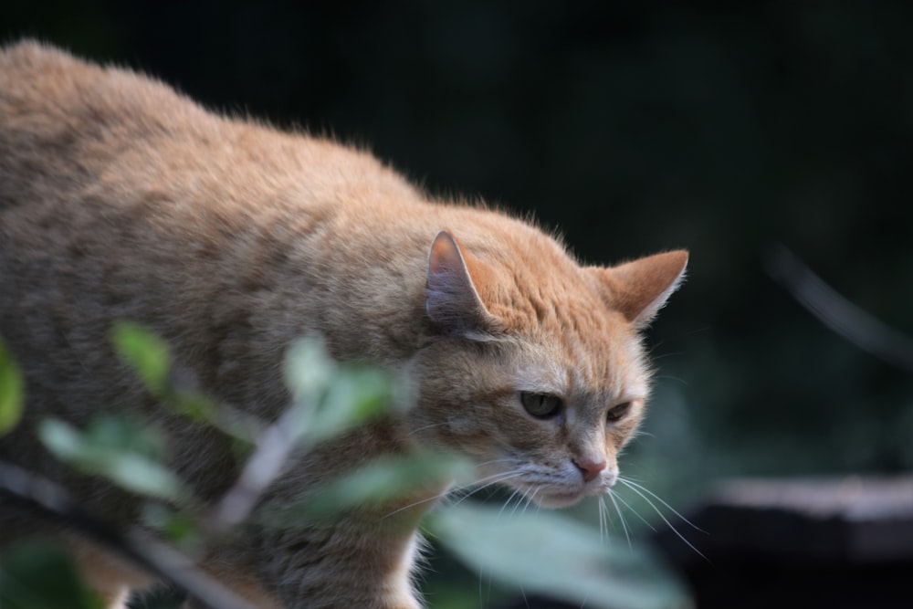 an orange cat walking on a tree branch