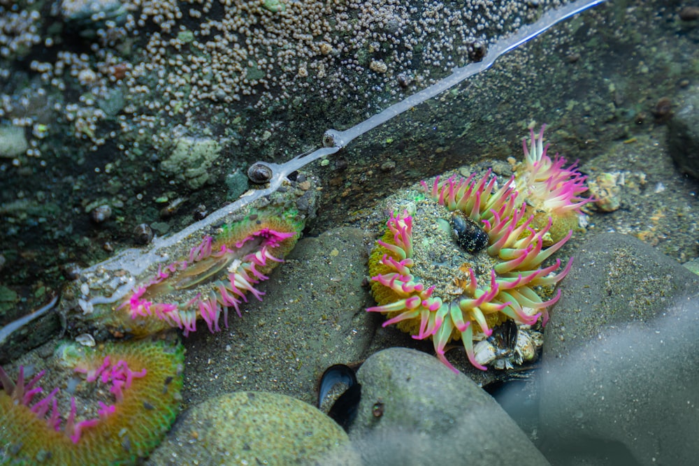 a close up of a sea urchin on a rock