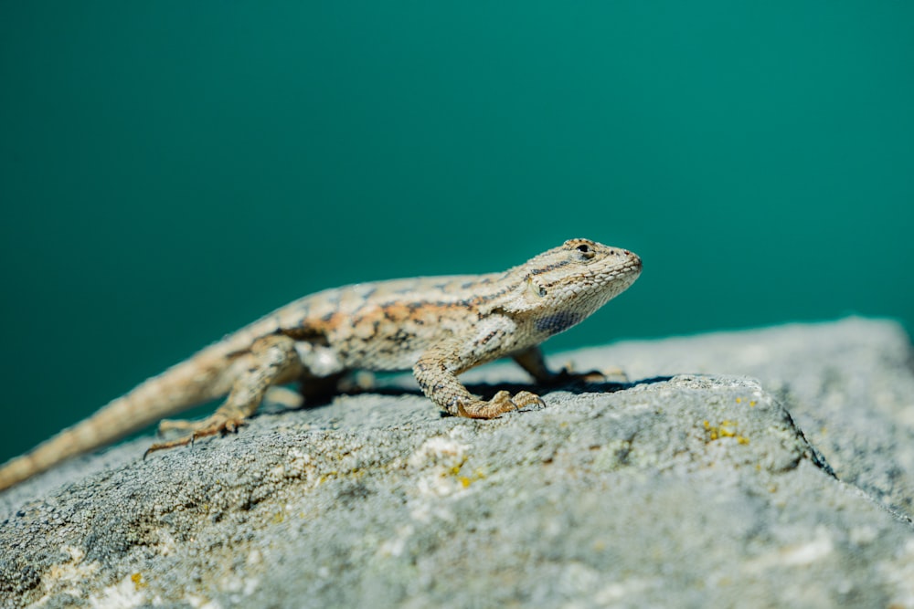 a small lizard sitting on top of a rock