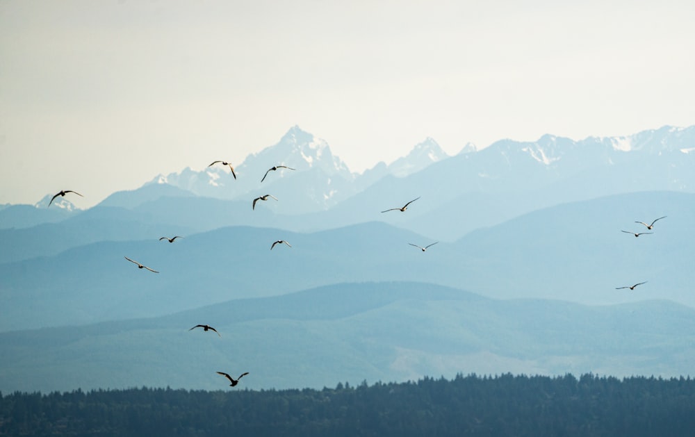 a flock of birds flying over a mountain range