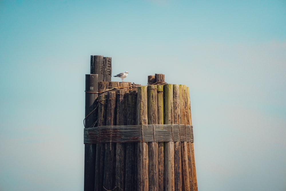 a bird sitting on top of a wooden post