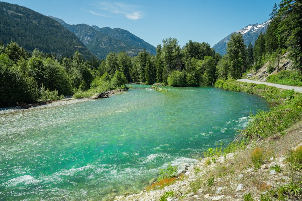 a river running through a lush green forest