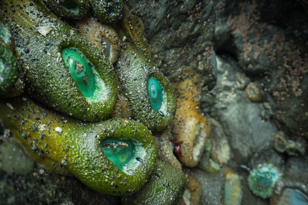 a close up of a green substance on a rock