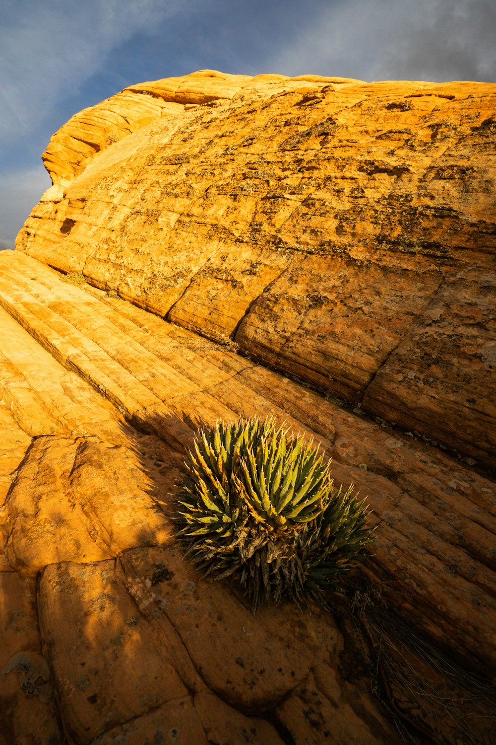 a small plant is growing out of a crack in the side of a rock