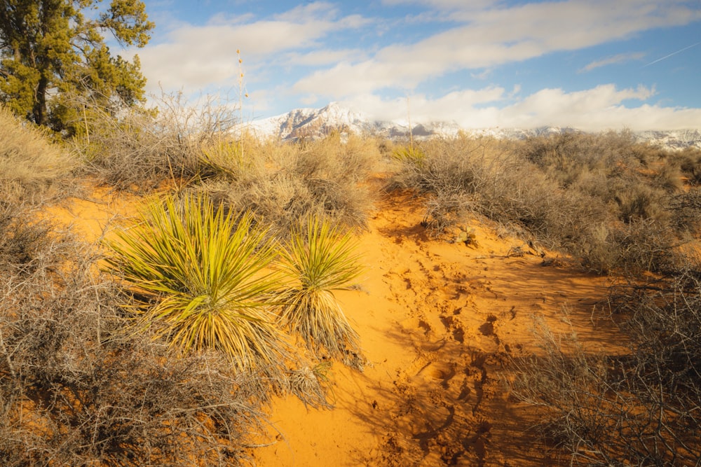 a dirt path in the middle of a desert