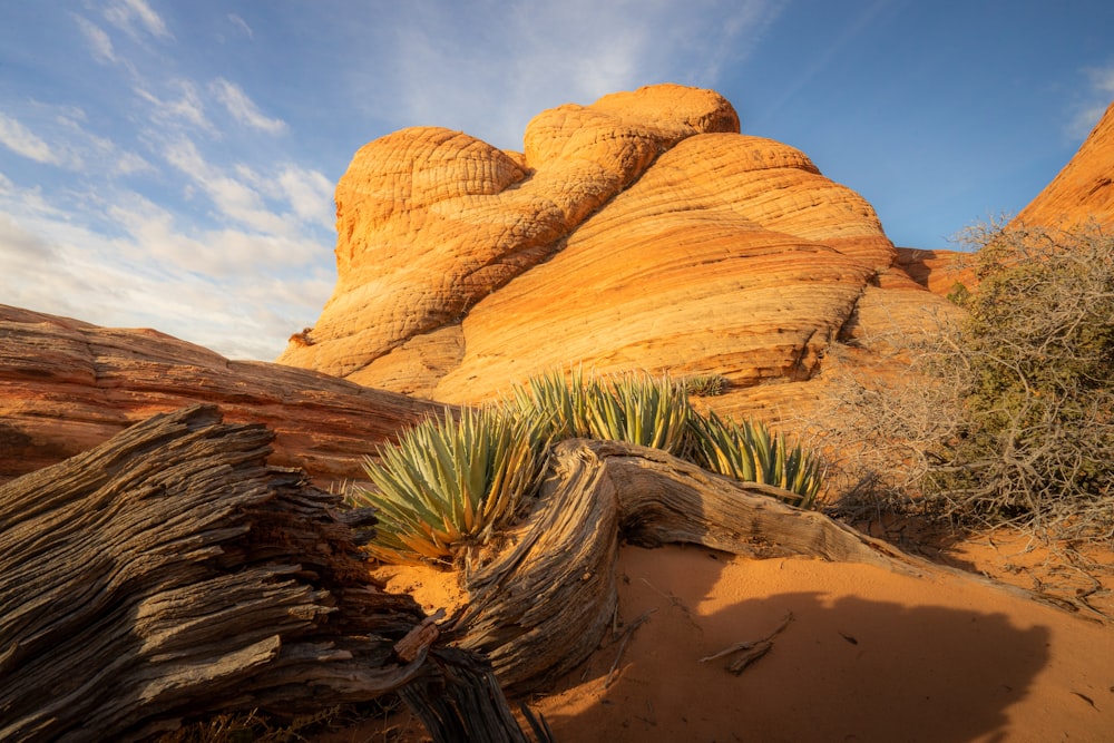 a desert scene with rocks and plants in the foreground