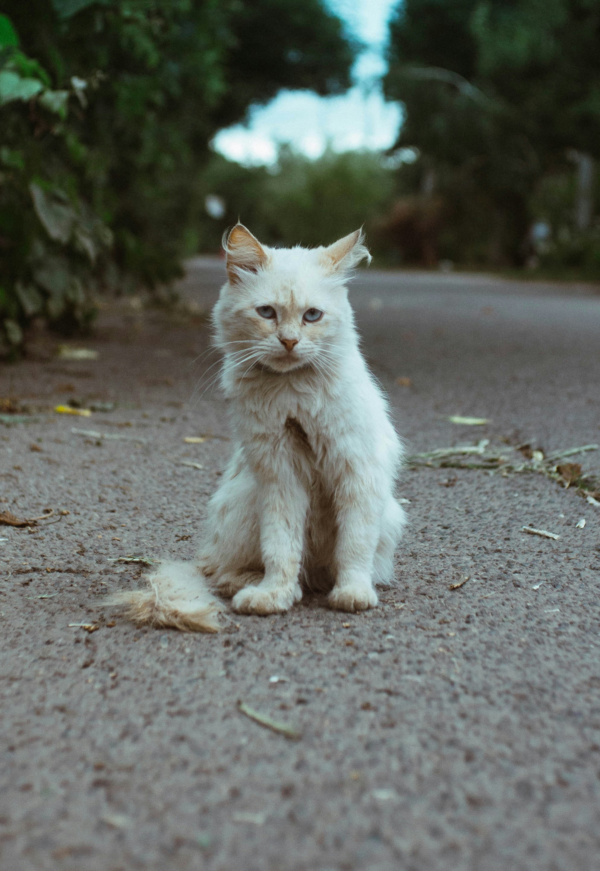 a white cat sitting on the side of a road