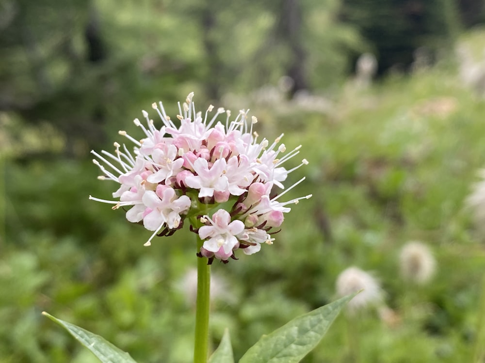 a close up of a flower in a field