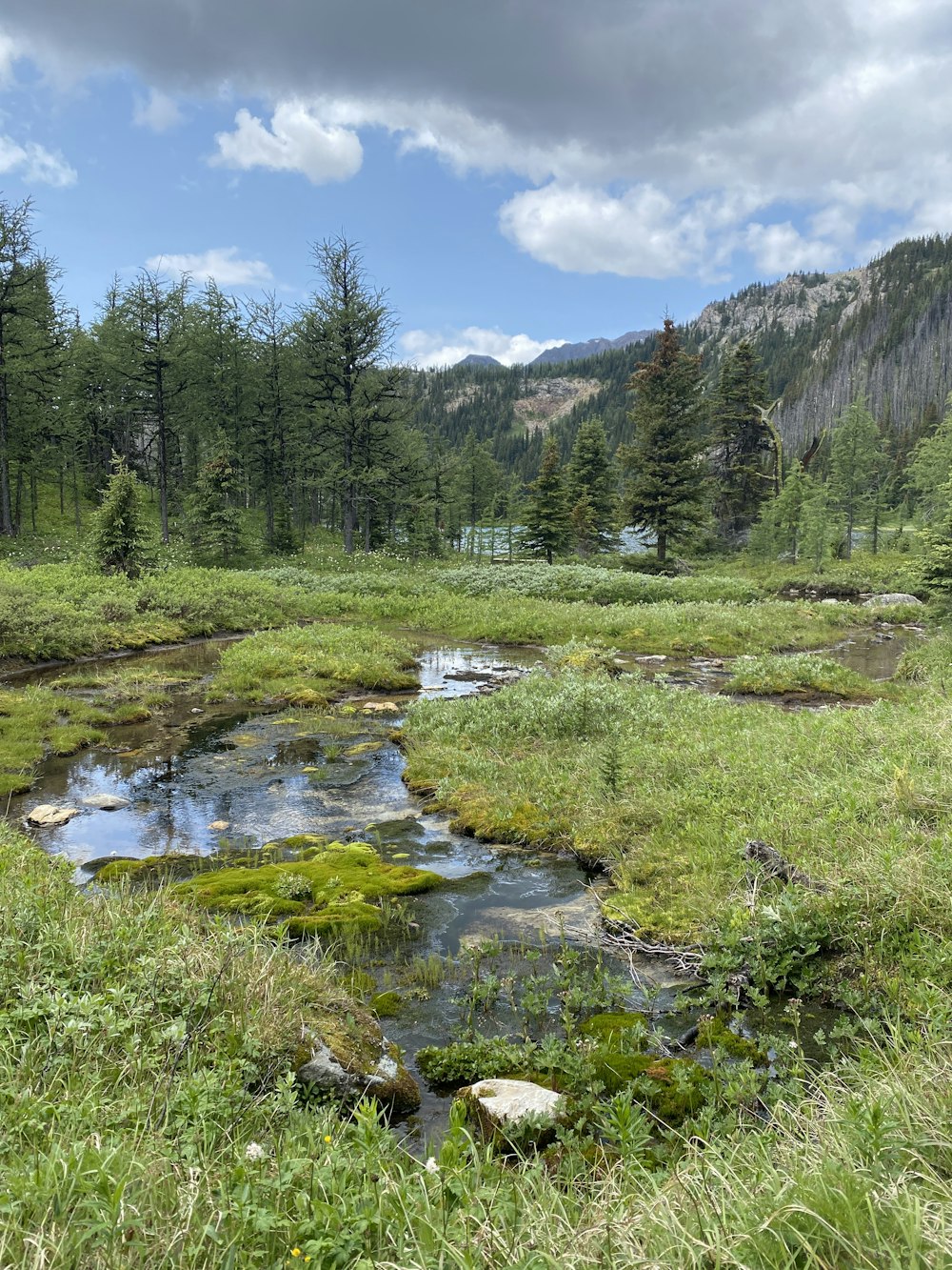 a small stream running through a lush green forest