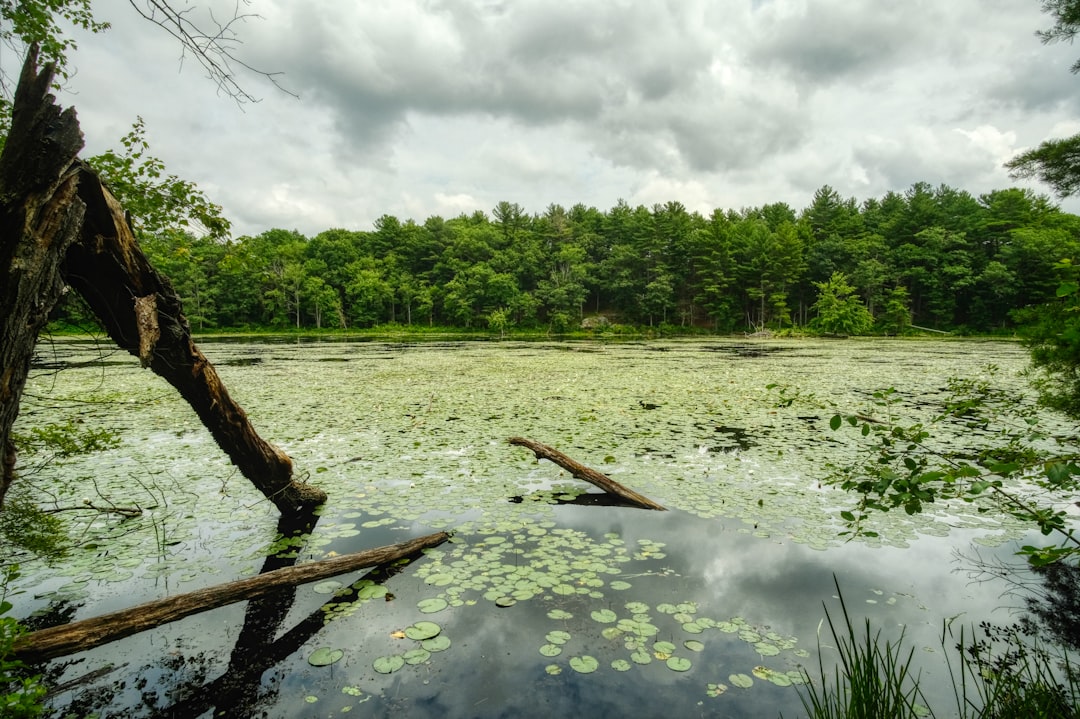 a lake with lily pads and trees in the background,