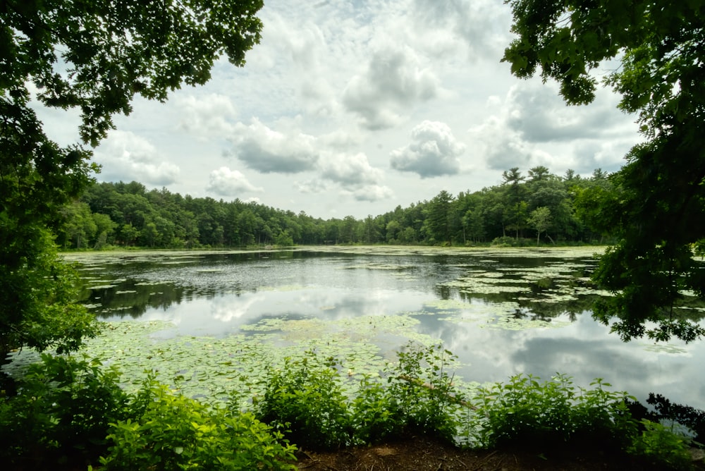 a body of water surrounded by lush green trees