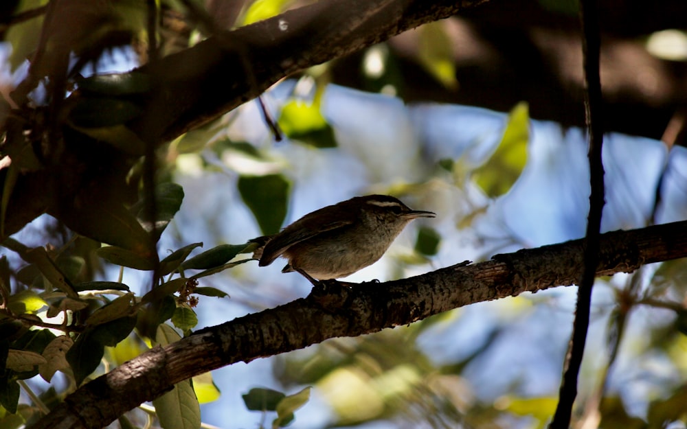 a small bird perched on a tree branch