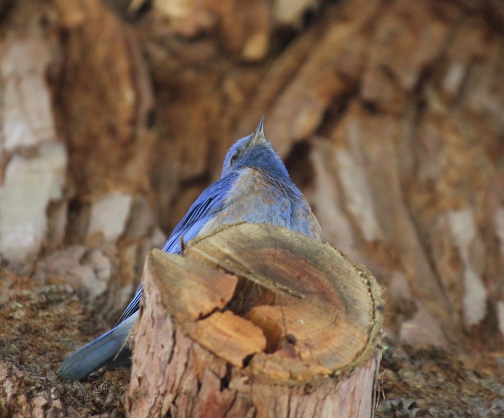 a blue bird sitting on top of a tree stump