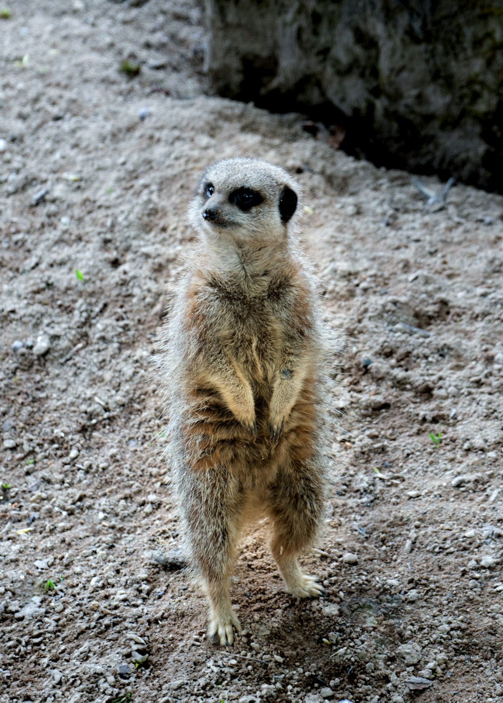 a small meerkat standing on its hind legs