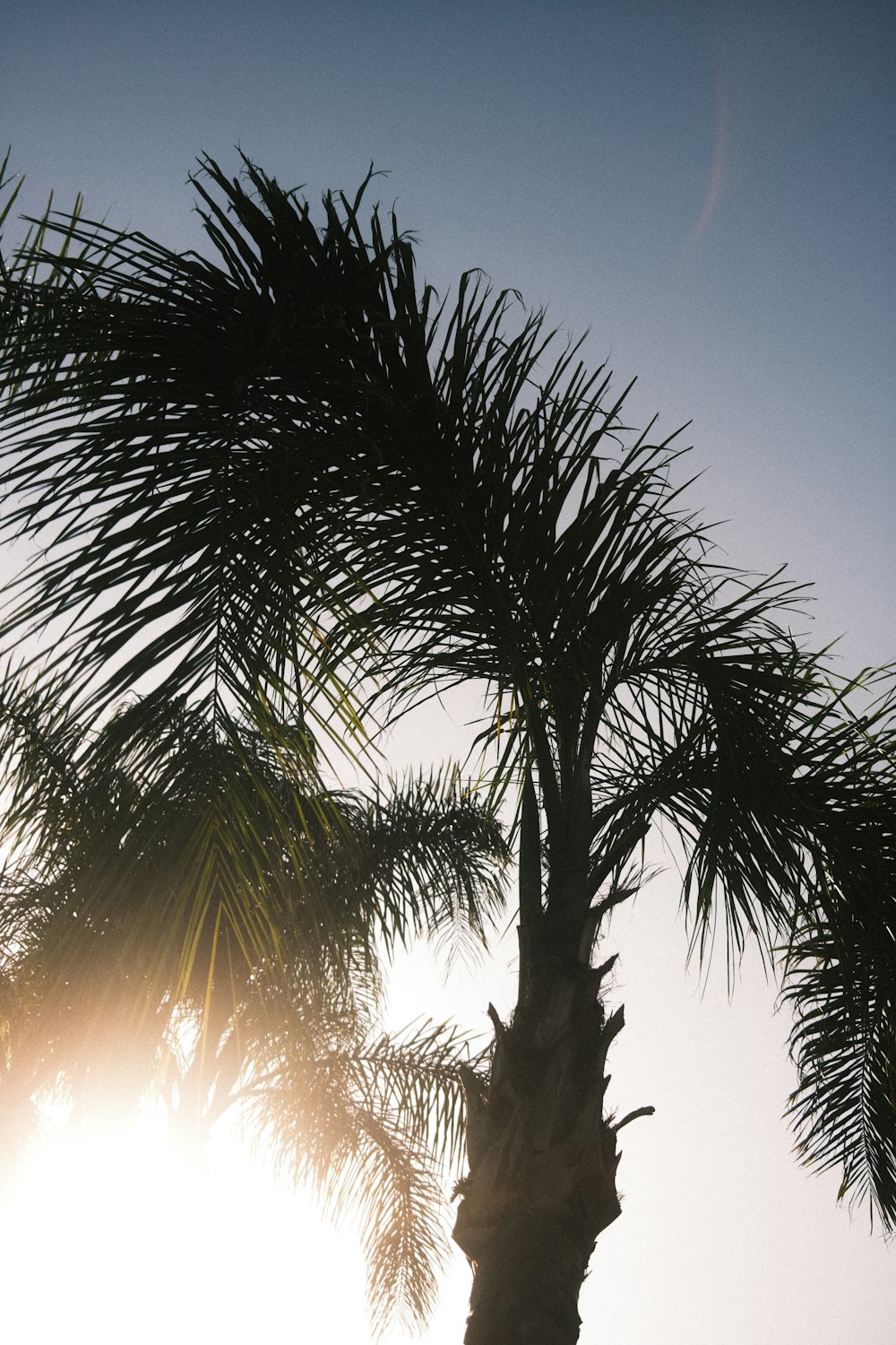 a palm tree with the sun in the background