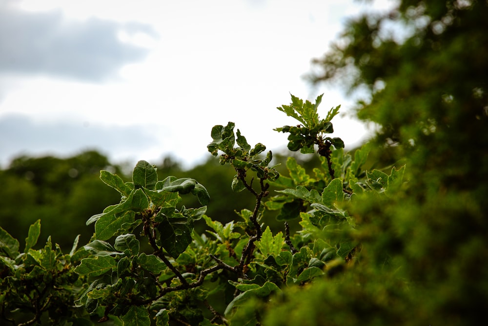 a leafy tree with a cloudy sky in the background