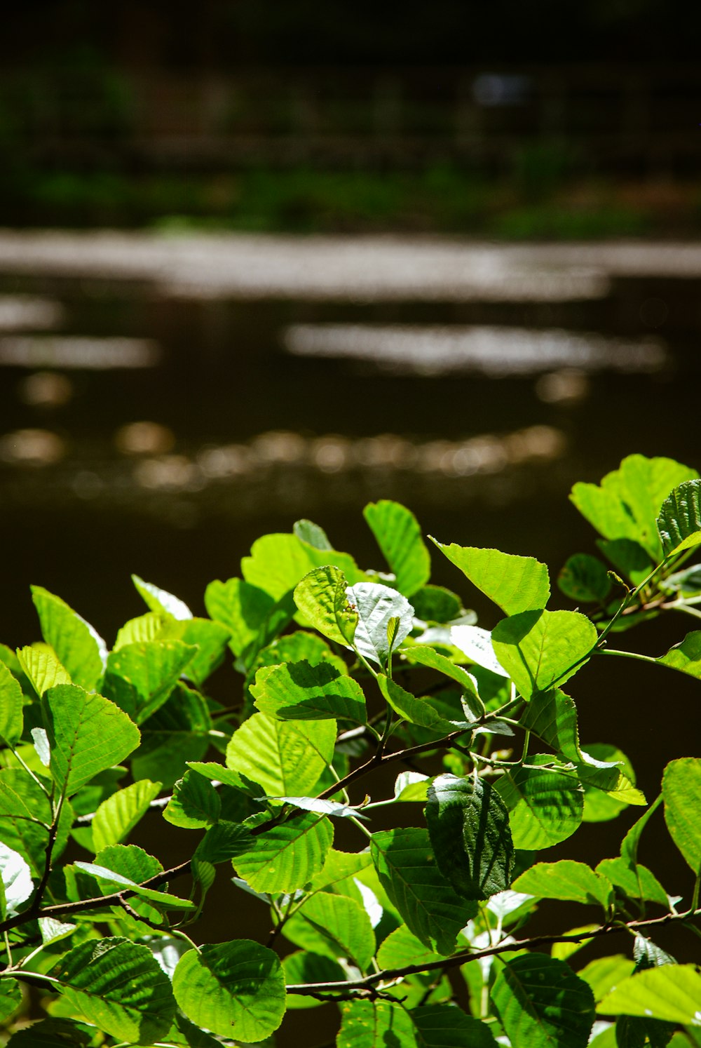 a bird perched on a tree branch next to a river