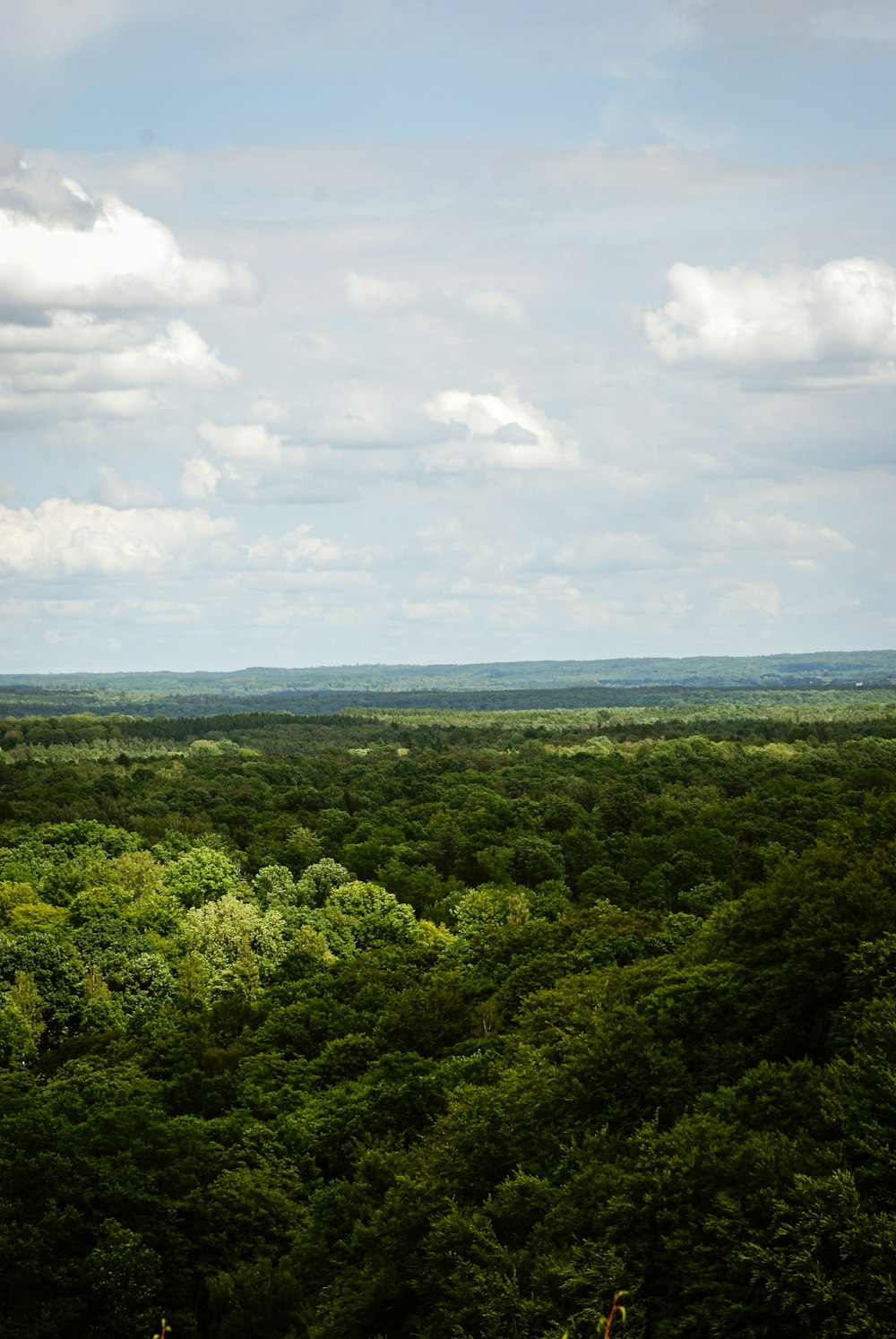 a lush green forest filled with lots of trees