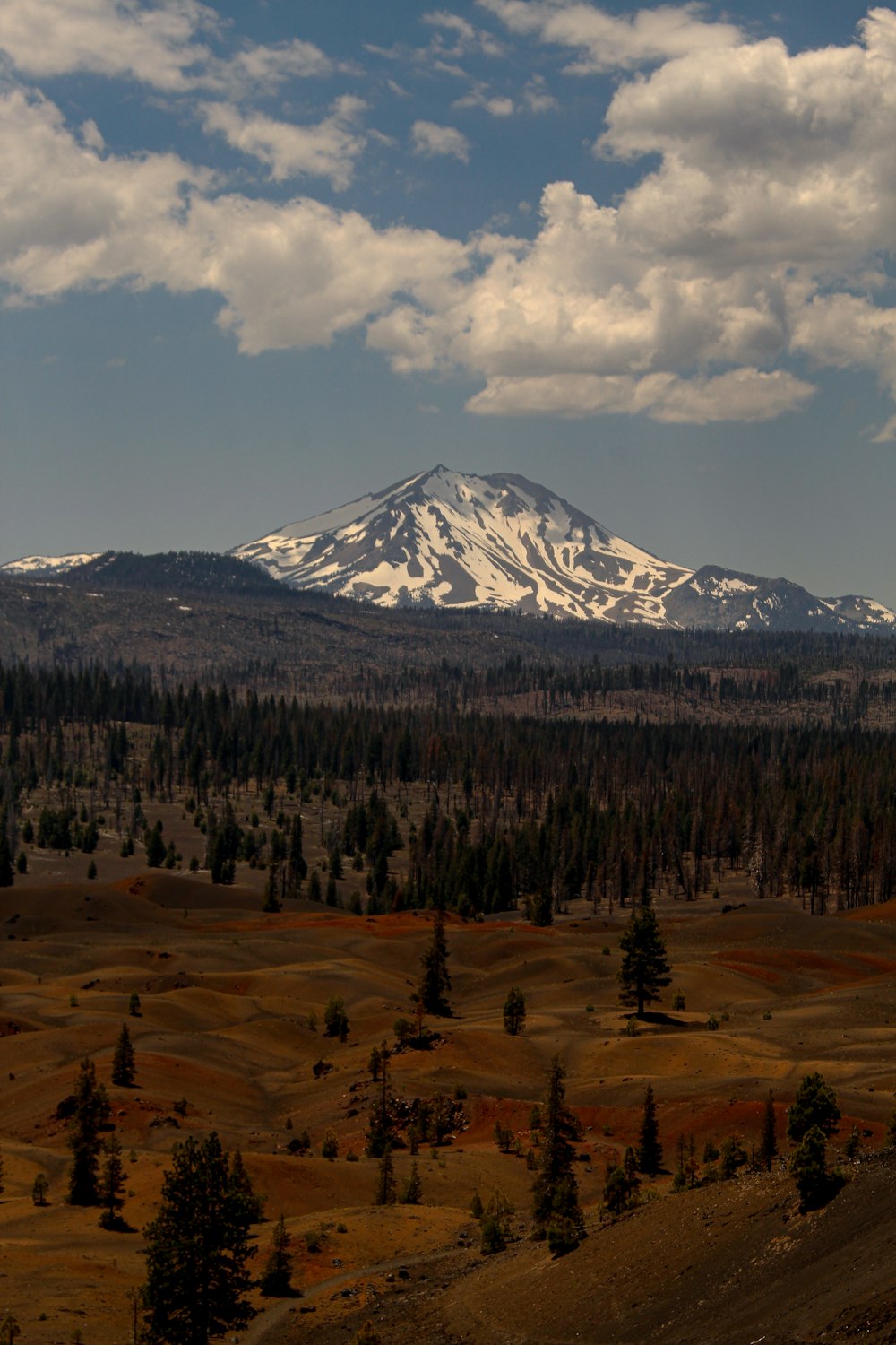 a snow covered mountain in the distance with trees in the foreground