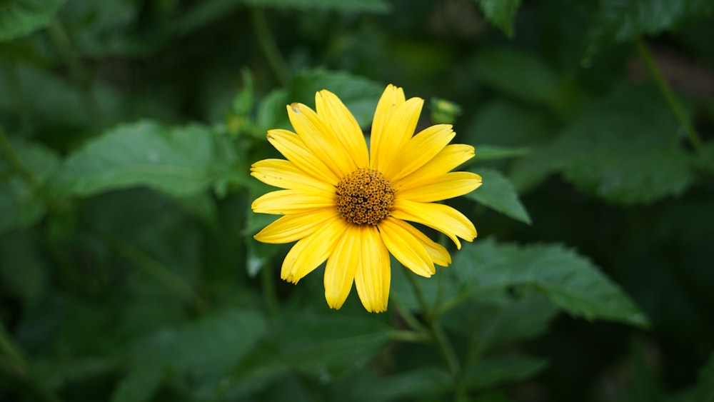 a yellow flower with green leaves in the background