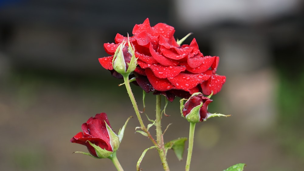 a bunch of red roses with water droplets on them