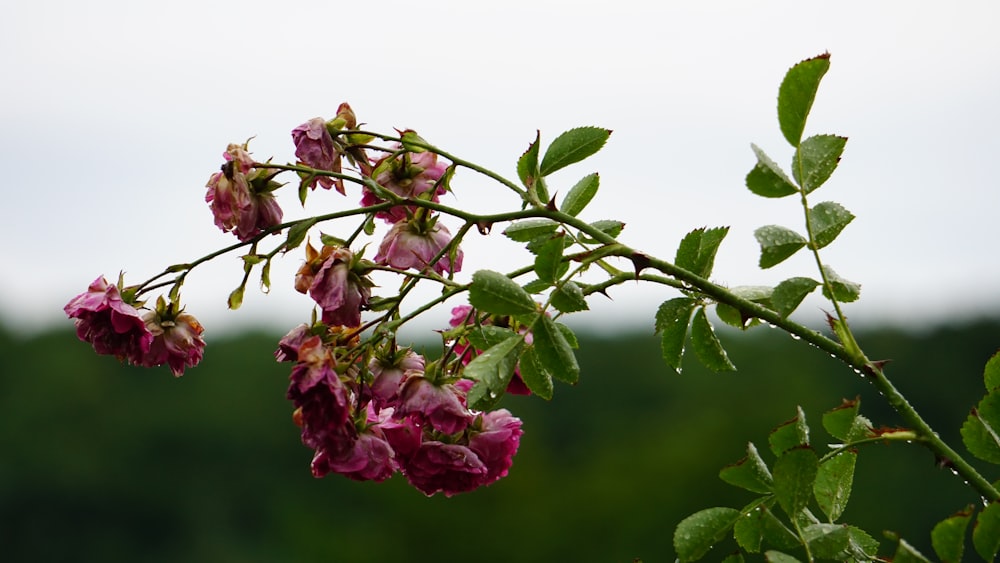 a close up of a branch with flowers on it