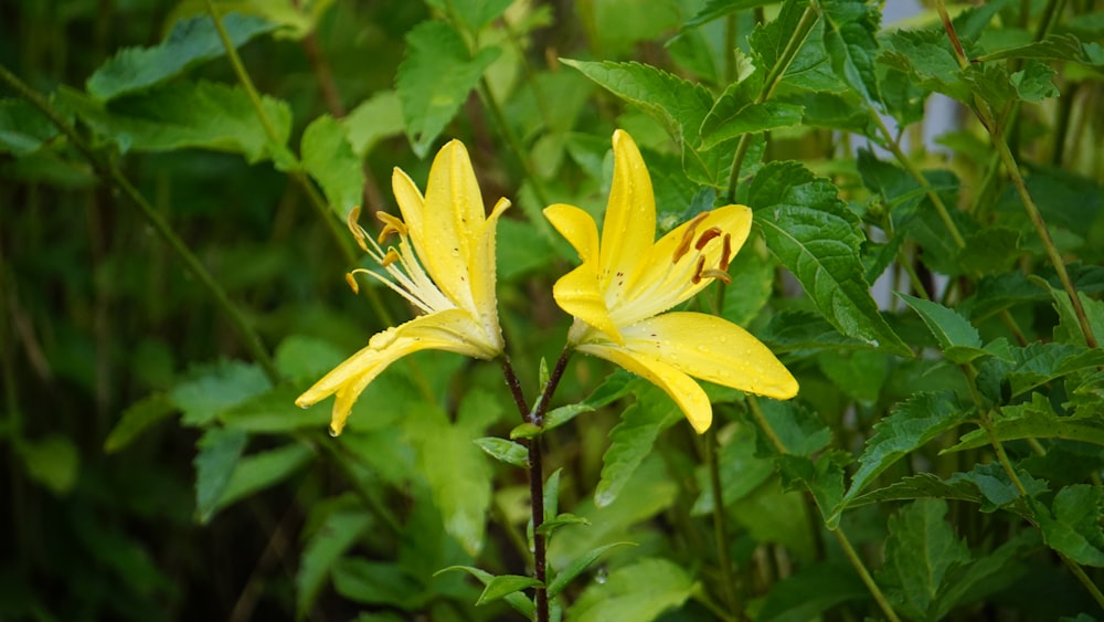 a close up of a yellow flower with green leaves