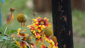 Close-up of colorful meadow flowers attracting bees and butterflies in the residential garden.