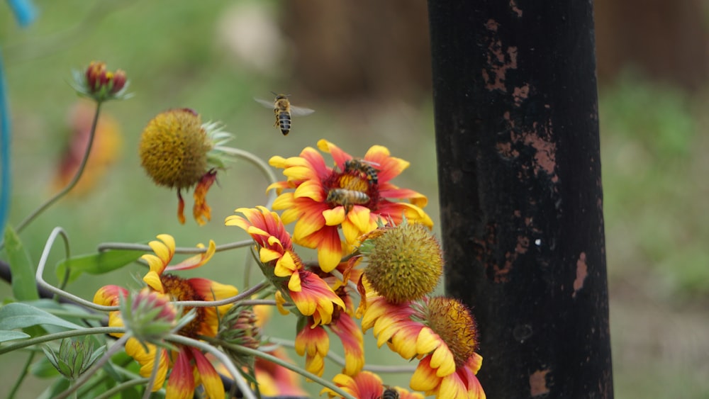 a bunch of flowers that are next to a pole