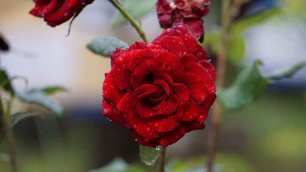 a red rose with water droplets on it